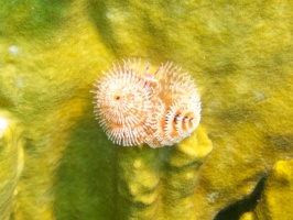Christmas Tree Worm IMG 7024